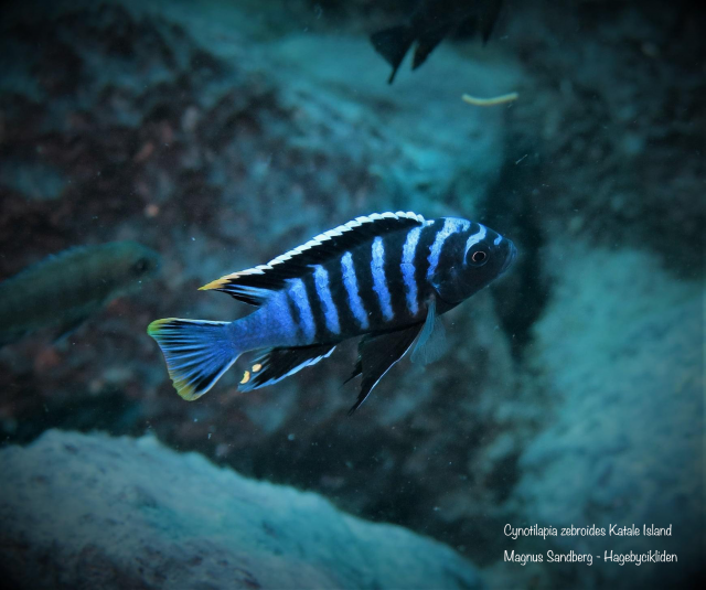 Cynotilapia zebroides