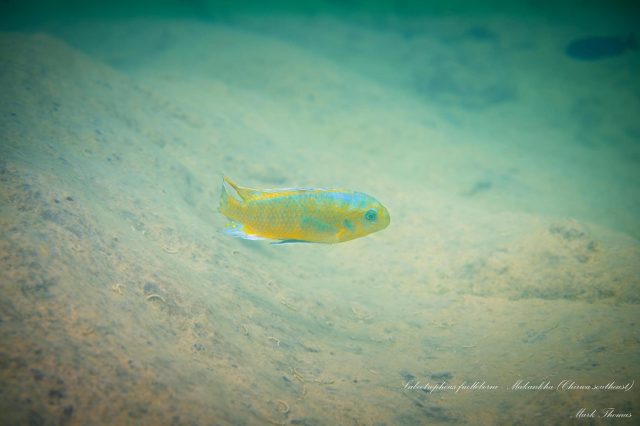 Labeotropheus fuelleborni