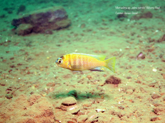 Metriaclima sp. ‚zebra patricki‘