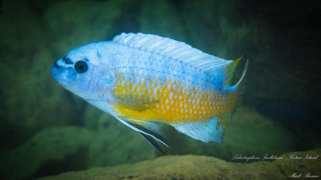Labeotropheus chlorosiglos (samec)