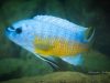 Labeotropheus chlorosiglos (samec)
