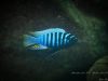 Metriaclima zebra