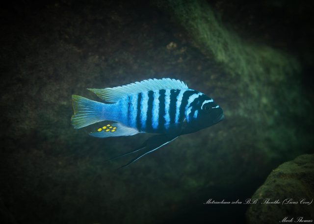 Metriaclima zebra