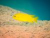 Tropheops sp. ‚chilumba‘ Maison Reef (samice)