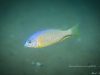 Nyassachromis microcephalus