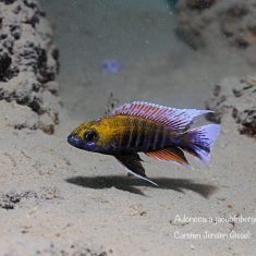 Aulonocara jacobfribergi