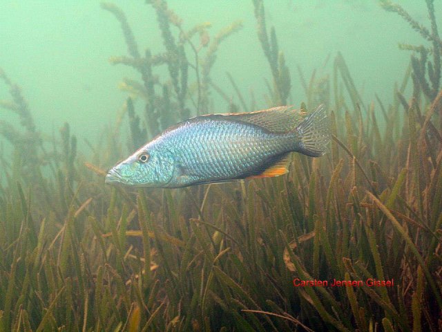 Dimidiochromis compressiceps Chiofu Bay