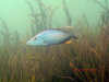 Dimidiochromis compressiceps Chiofu Bay
