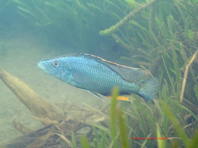 Dimidiochromis compressiceps Chiofu Bay