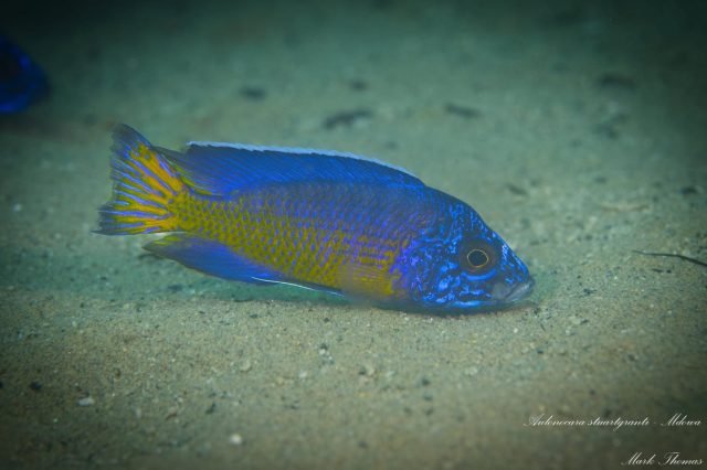 Aulonocara stuartgranti