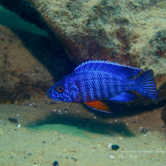 Aulonocara stuartgranti