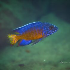 Aulonocara stuartgranti
