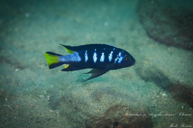 Metriaclima sp. &#8218;elongatus chewere&#8216;