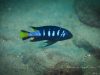 Metriaclima sp. ‚elongatus chewere‘