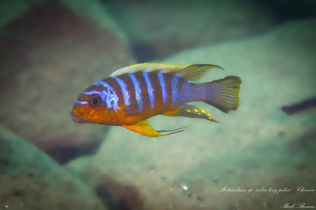 Metriaclima sp. ,zebra long pelvic‘