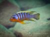 Metriaclima sp. ,zebra long pelvic‘