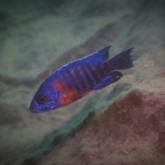 Aulonocara stuartgranti