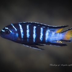 Chindongo sp. ‚elongatus mphanga‘