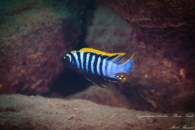 Cynotilapia zebroides