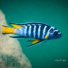Chindongo sp. ,elongatus blue‘