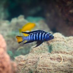 Chindongo sp. ,elongatus mphanga‘