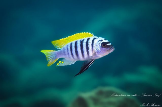 Metriaclima emmiltos Luwino Reef