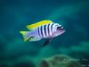 Metriaclima emmiltos Luwino Reef