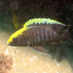 Aulonocara maylandi