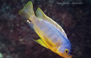 Petrotilapia flaviventris