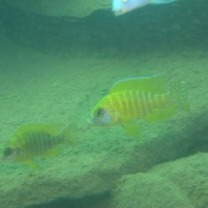 Aulonocara sp. ‚stuartgranti maleri‘