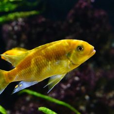 Petrotilapia xanthos