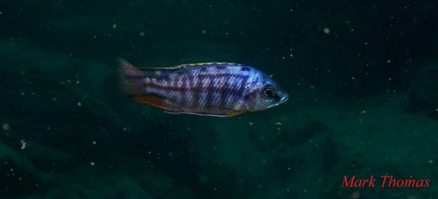 Protomelas taeniolatus