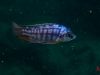 Protomelas taeniolatus