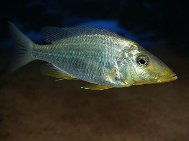 Taeniolethrinops praeorbitalis Mdoka Reef