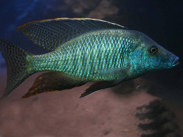 Taeniolethrinops praeorbitalis