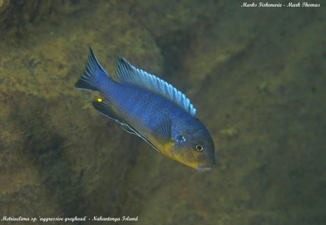 Metriaclima sp. 'aggressive greyhead' (samec)