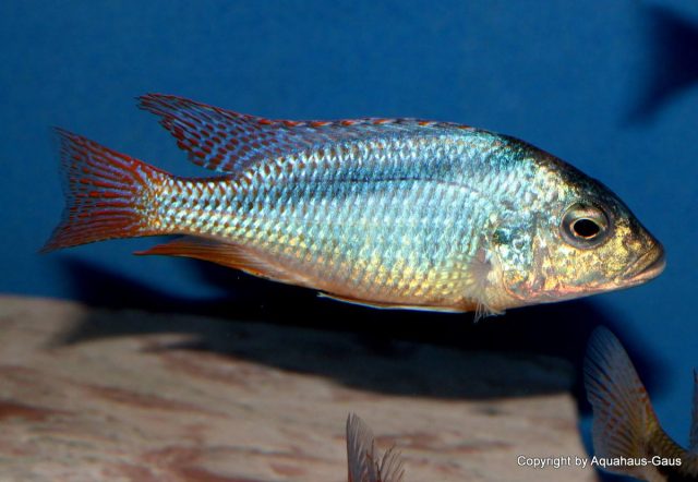 Mylochromis anaphyrmus
