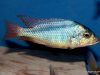 Mylochromis anaphyrmus