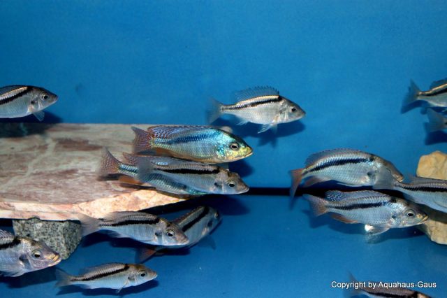 Mylochromis anaphyrmus (samec a samice)
