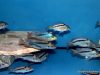 Mylochromis anaphyrmus (samec a samice)