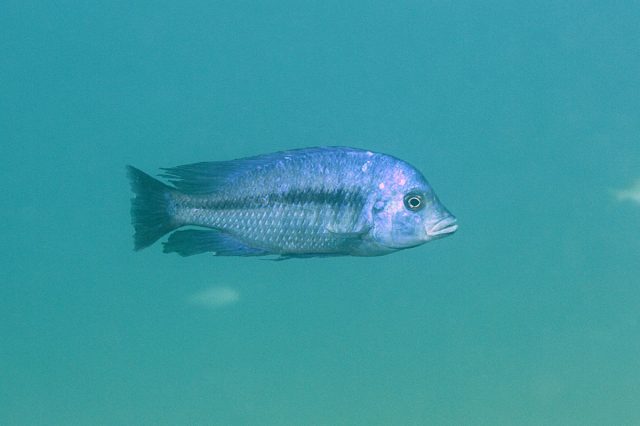 Protomelas annectens