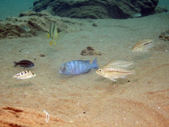 Protomelas annectens Malopa
