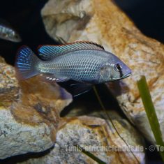 Astatotilapia calliptera