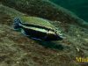 Melanochromis auratus