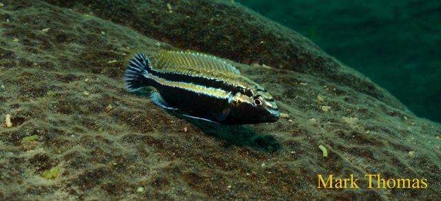 Melanochromis auratus