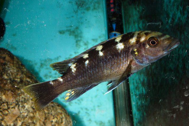 Melanochromis baliodigma (samice)