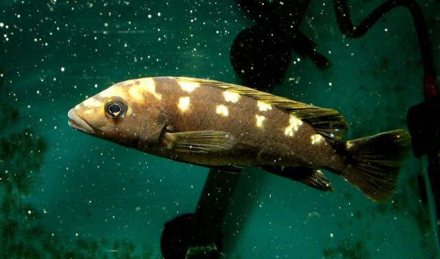 Melanochromis baliodigma (samec)