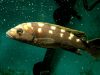 Melanochromis baliodigma (samec)