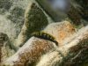 Melanochromis baliodigma