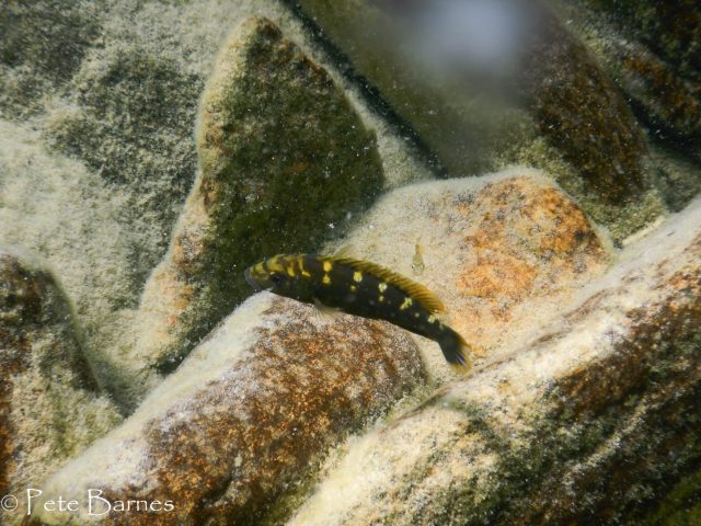 Melanochromis baliodigma